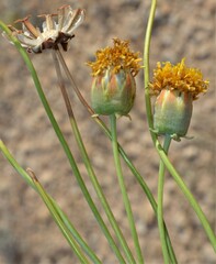 Thelesperma megapotamicum