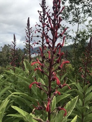 Lobelia tupa