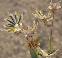 Thelesperma megapotamicum