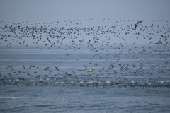 Leucocarbo bougainvillii