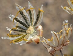 Thelesperma megapotamicum
