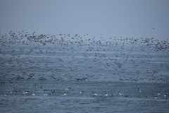 Leucocarbo bougainvillii