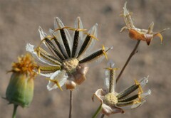 Thelesperma megapotamicum