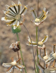 Thelesperma megapotamicum
