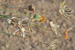Thelesperma megapotamicum