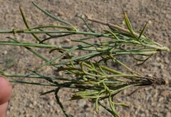 Thelesperma megapotamicum