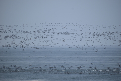 Leucocarbo bougainvillii