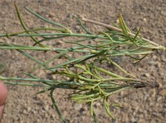 Thelesperma megapotamicum