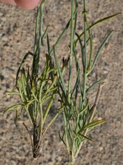 Thelesperma megapotamicum