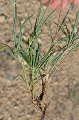 Thelesperma megapotamicum