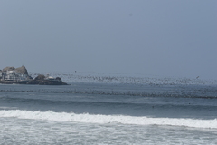 Leucocarbo bougainvillii