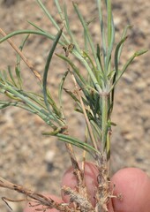 Thelesperma megapotamicum