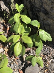 Trichodesma calycosum