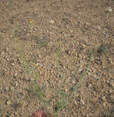Thelesperma megapotamicum