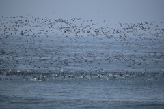 Leucocarbo bougainvillii