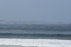 Leucocarbo bougainvillii