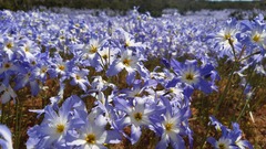 Leucocoryne coquimbensis