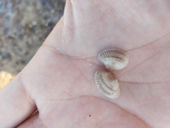 Irus crenatus