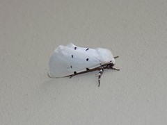 Grotella septempunctata