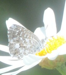 Theclinesthes serpentata