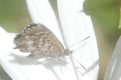 Theclinesthes serpentata
