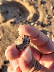Siphonaria denticulata