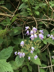 Jovellana punctata