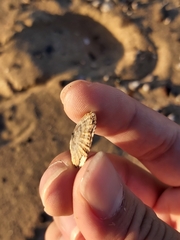 Siphonaria denticulata