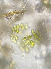 Dimorphococcus lunatus