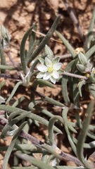 Spergularia
