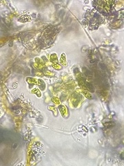 Dimorphococcus lunatus