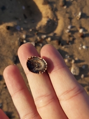 Siphonaria denticulata