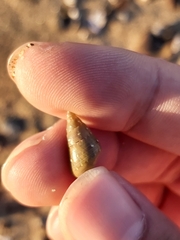 Phasianotrochus eximius