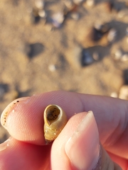 Phasianotrochus eximius