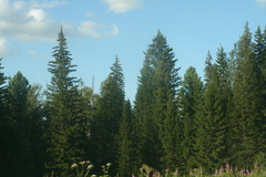 Picea obovata