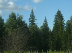 Picea obovata