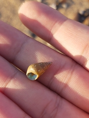 Phasianotrochus eximius