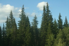 Picea obovata