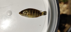 Cichlidae