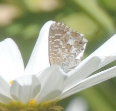 Theclinesthes serpentata