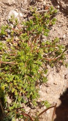 Lastarriaea chilensis