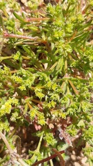 Lastarriaea chilensis