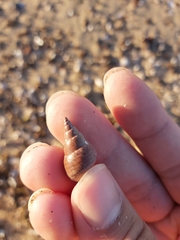 Phasianotrochus eximius