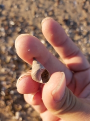 Phasianotrochus eximius