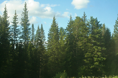 Abies sibirica