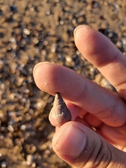 Phasianotrochus eximius