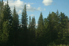 Abies sibirica