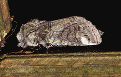 Heterocampa