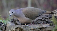 Leptotila megalura