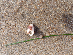 Acanthinucella